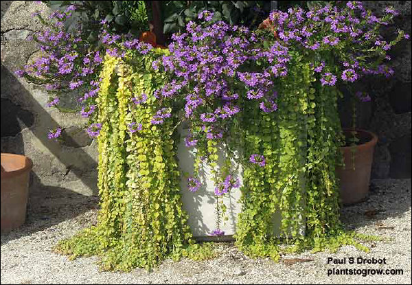 Lysimachia Goldilocks in a container with the purple flowering Scaevola New Wonder.