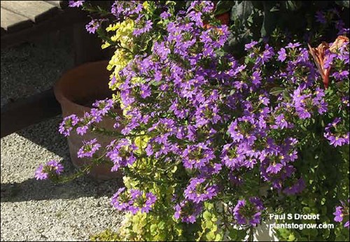 Scaevola New Wonder in a container with Lysimachia aurea.