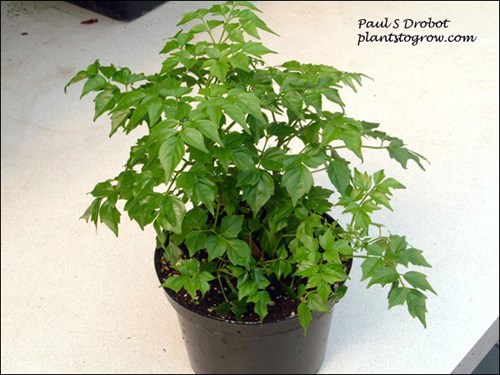 A small plant in a 6