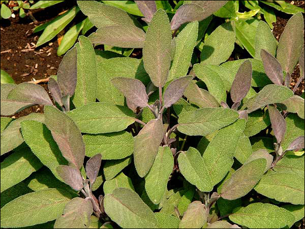 The new leaves taking on the purple color.