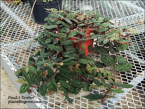 Satin Pellionia has larger leaves and different leaf coloration than the more common Watermelon Pellionia.