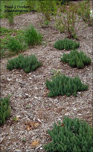 A group of recently planted Blue Forest Juniper