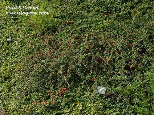 The physical features of this shrub get lost in the texture of the ground cover.