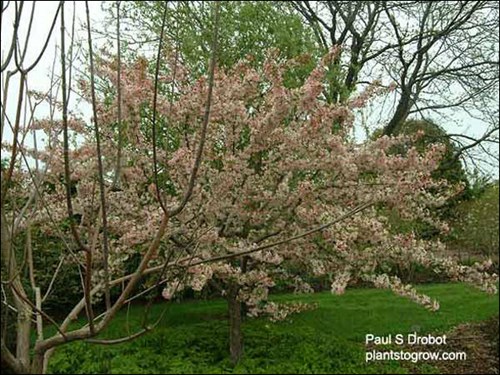 Christmas Holly Ornamental Crabapple (May 6)