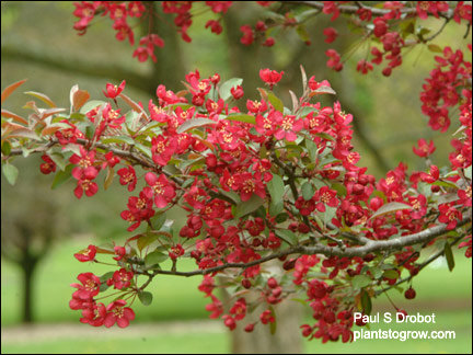 Orange Crush Ornamental Crabapple 
(May 6)