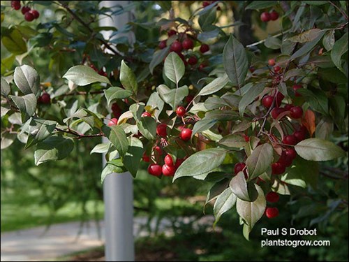 Pink Spires Ornamental Crabapple is an upright tree with pink flowers.(October 10)