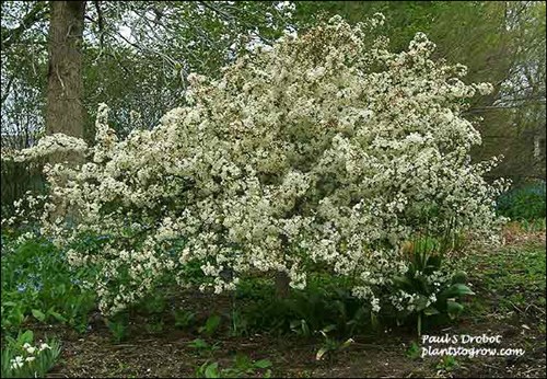 Tina Ornamental Crabapple
The blue flowers to the bottom left are Virginia Blue Bells.