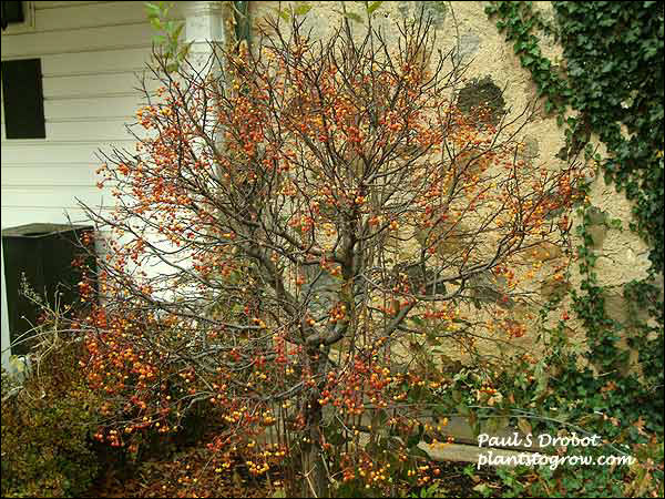 Cinderella Ornamental Crabapple
Picture taken mid-November