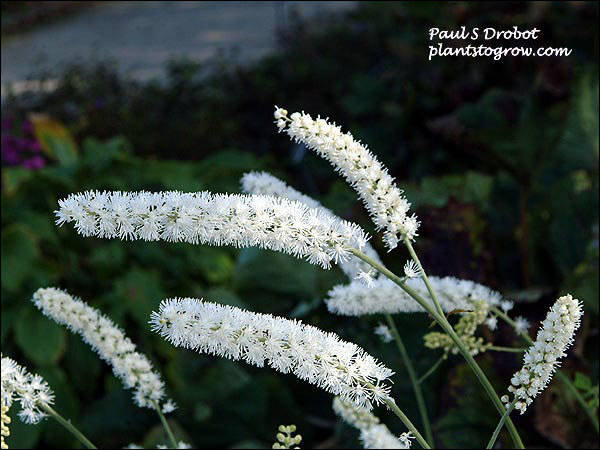 bright white flower wands (October 14)