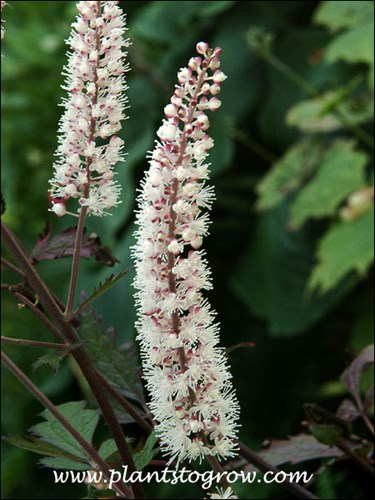 Cimicifuga Atropurpurea (Cimicifuga racemosa)
The raceme of white flowers contrast nicely with the purple red stems
