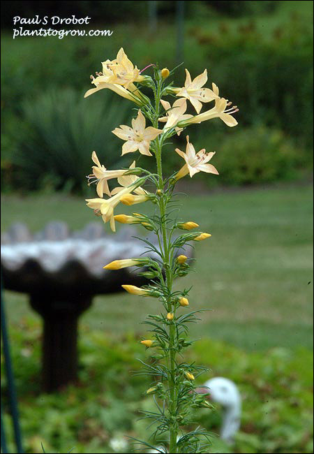 Hummingbird mix (Ipomopis rubra)