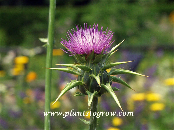 The individual bracts in the involucre of bracts are very sharp and prickly. (June 23)