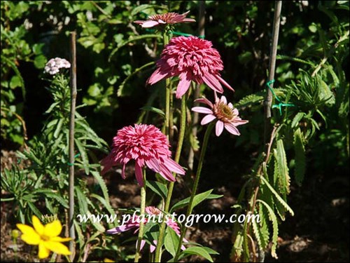 Purple Coneflower Razzmatazz