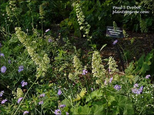Heuchera Autumn Bride growing with some Scabiosa in a partial shaded area.