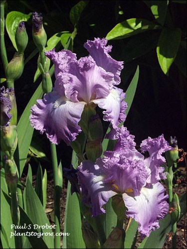 Tall Bearded Iris Grand Walz 
(June 9)