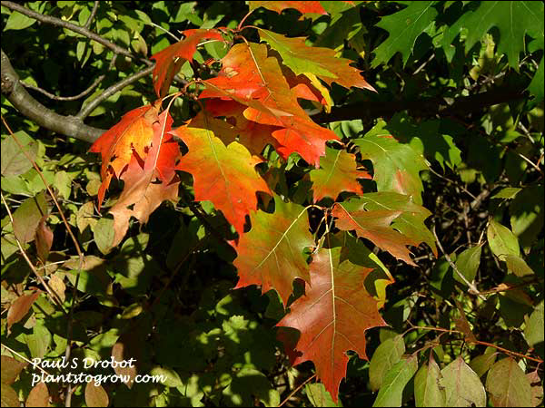 Swamp Oak (Quercus bicolor) Leaves showing the beginning of fall color.