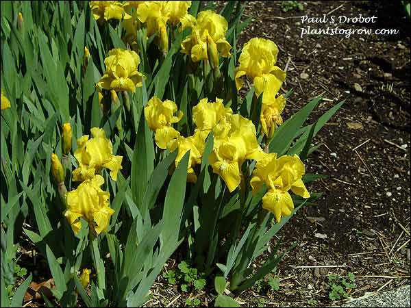 Dwarf Iris Fun Time