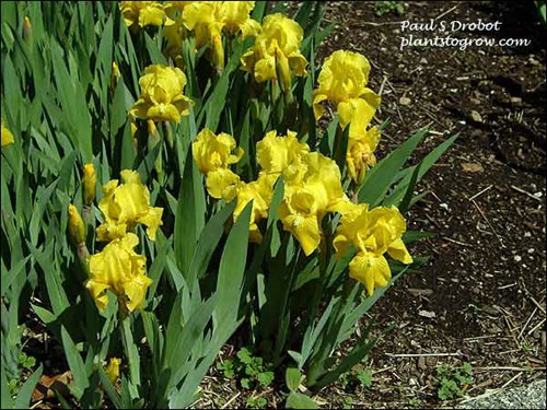 Dwarf Iris Fun Time