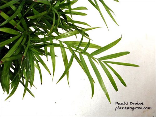 A pinnate frond