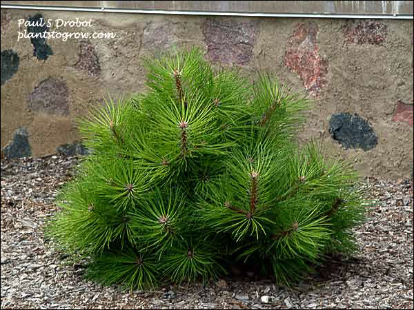 A young plant