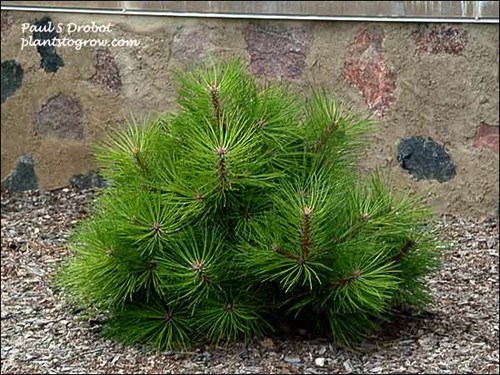 A young plant