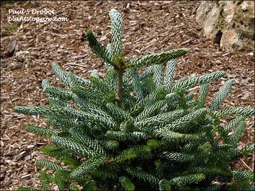 Needles on the tips of the branches are glaucous blue turning inward.
