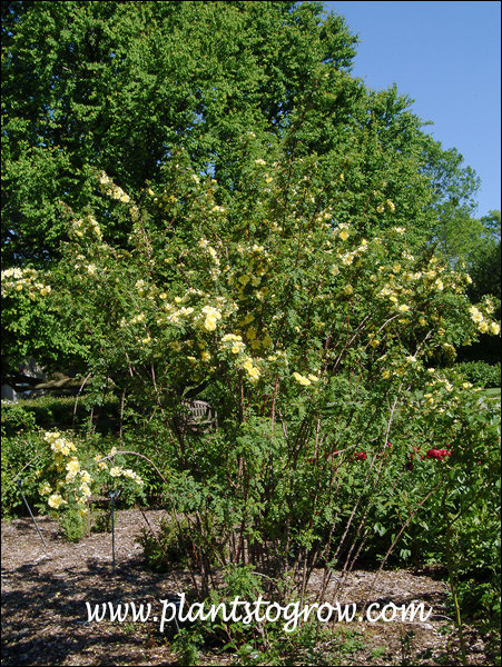 4b-7 | Plants To Grow Plants Database by Paul S. Drobot