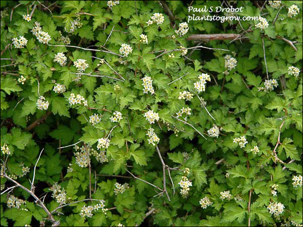 The small flowers in early June.
