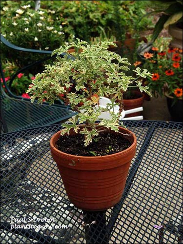 A small 6 inch potted plant