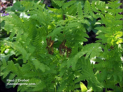 The brown area in the center is the interupted part of the fertile frond.