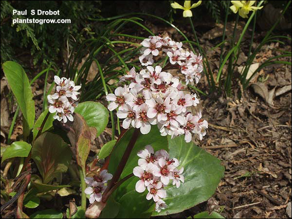 Bergenia Silver Night