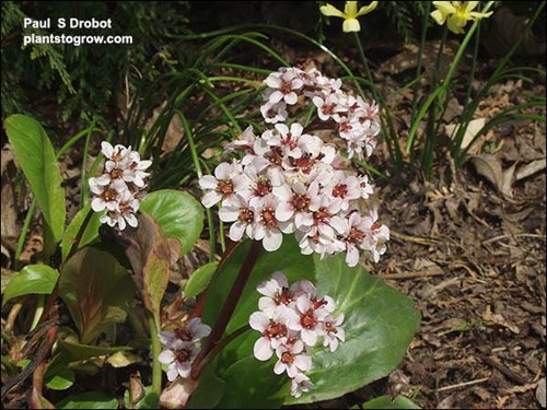 Bergenia Silver Night