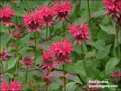 Monarda Raspberry WIne