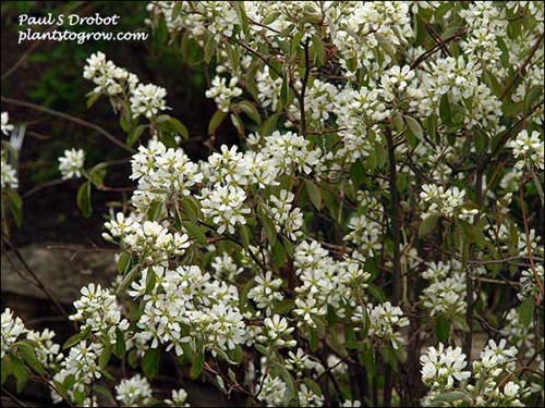 Prince Williams Serviceberry (Amelanchier canadensis) is an upright suckering plant with silver gray bark and white flower at the end of April to early May.