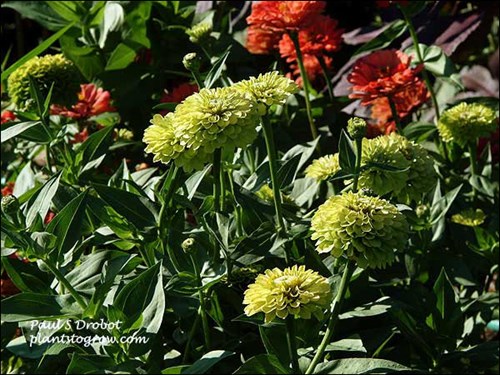 Zinnia Benary Giants Lime