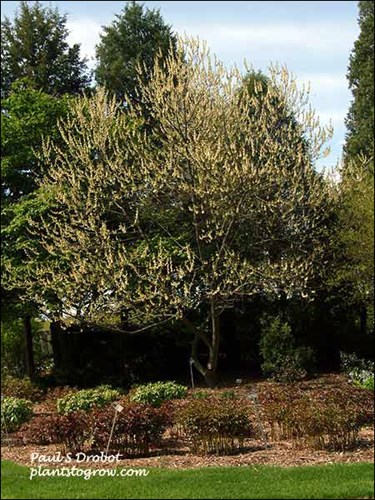 A small tree located at the back of the Peony Garden areas. (end of April)