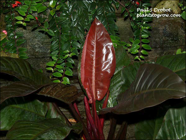 New leaves unfold shiny red.