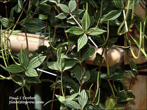 The leaves are in whorls of 4 leaves around the stem.