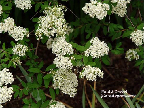 Vetch Spirea (Spiraea veitchii) 
Picture taken June 14.