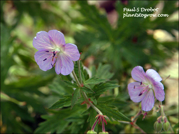 light bluish flowers (July 2)
