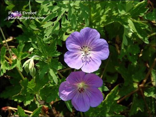 Even in full sun these plants held the blue color.(July 4)