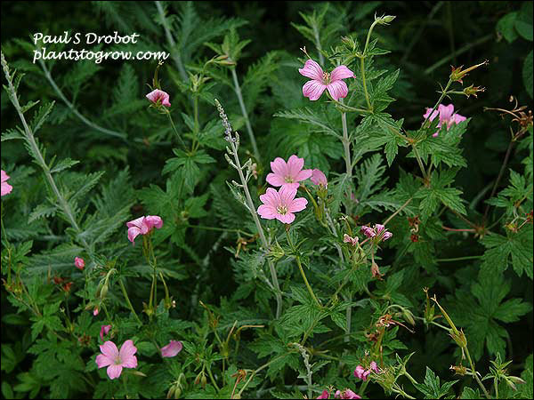Geranium A.T. Johnson growing with some Russian Sage. (early July)