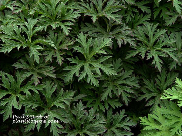 Vectis Geranium 5 | Plants To Grow Plants Database by Paul S. Drobot