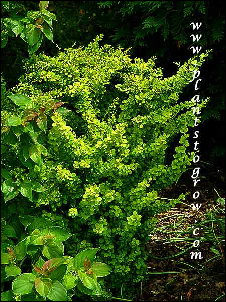 This plant along with Cornus pumila was growing in a shaded spot.