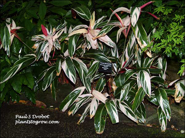A larger plant in the deep shade in the Tropical Domes