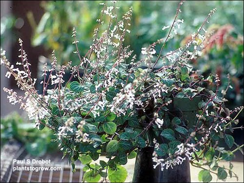 Prostrate Coleus Swedish Ivy (Plectranthus oertendahlii) 
When blooming this plectranthus produced an abundance of flowers. A mess is created when the petals start dropping. This is an old picture taken in the late 1970's.
