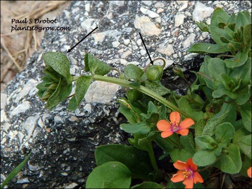 Scarlet Pimpernel (Anagalis arvensis)
The left arrow is pointing to the dark spots on the lower side of the leaf.  The right arrow is pointing to the round seed pod.