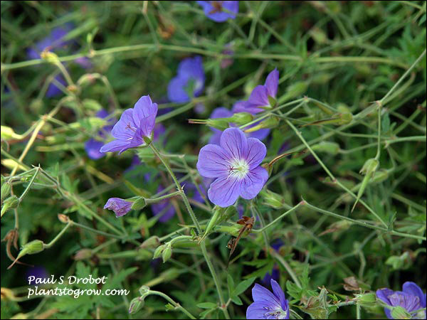 In early July the plant was still blooming.