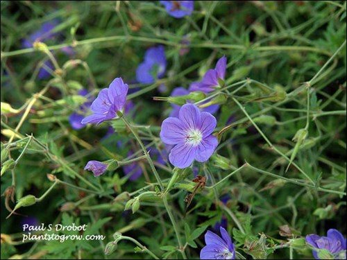 In early July the plant was still blooming.