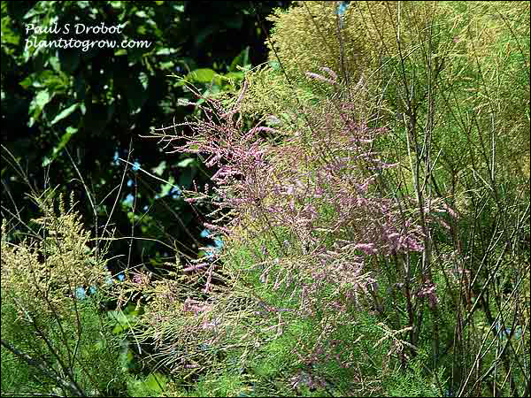 Early in the bloom season (July 15)